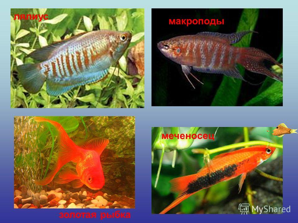Пленкоукладчик самодельный Пленкоукладчик самодельный