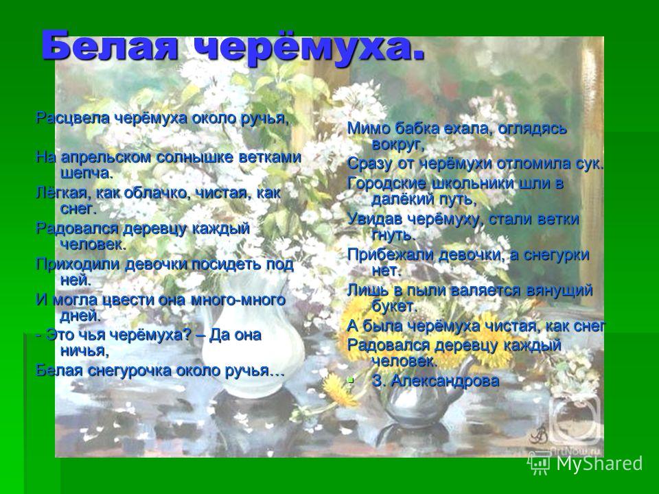 Черемуха в цвету стих Черемуха в цвету стих
