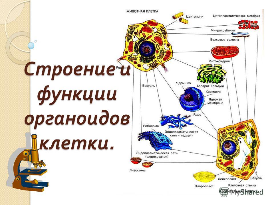 Реферат: Строение клетки и функции ее органоидов