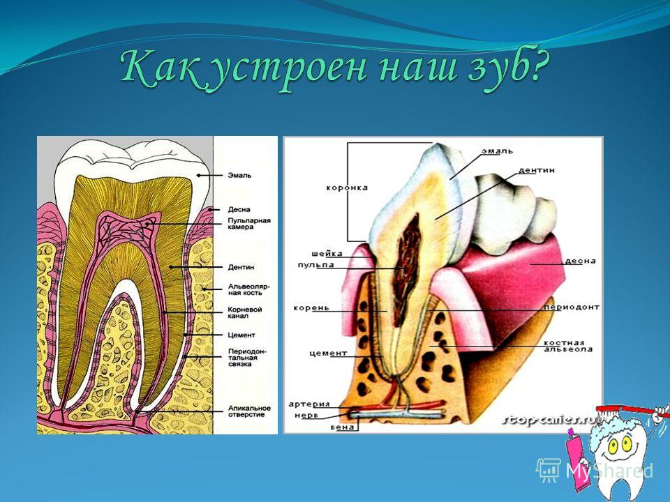 Зуб раскрошился а корни остались и болит Зуб раскрошился а корни остались и болит