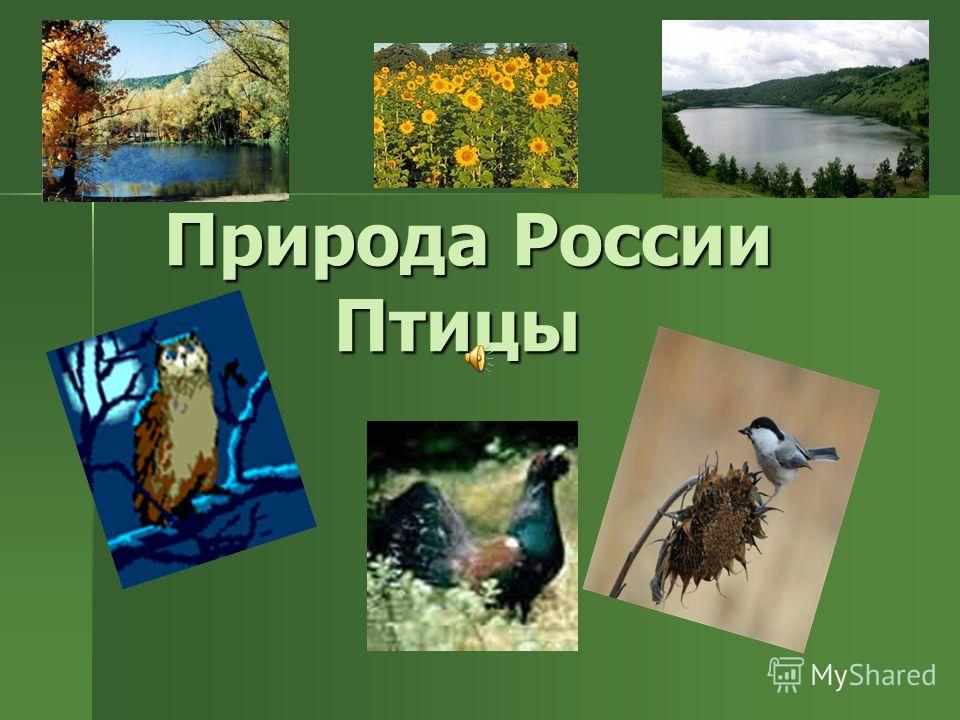 Фото Птиц Обитающих В России