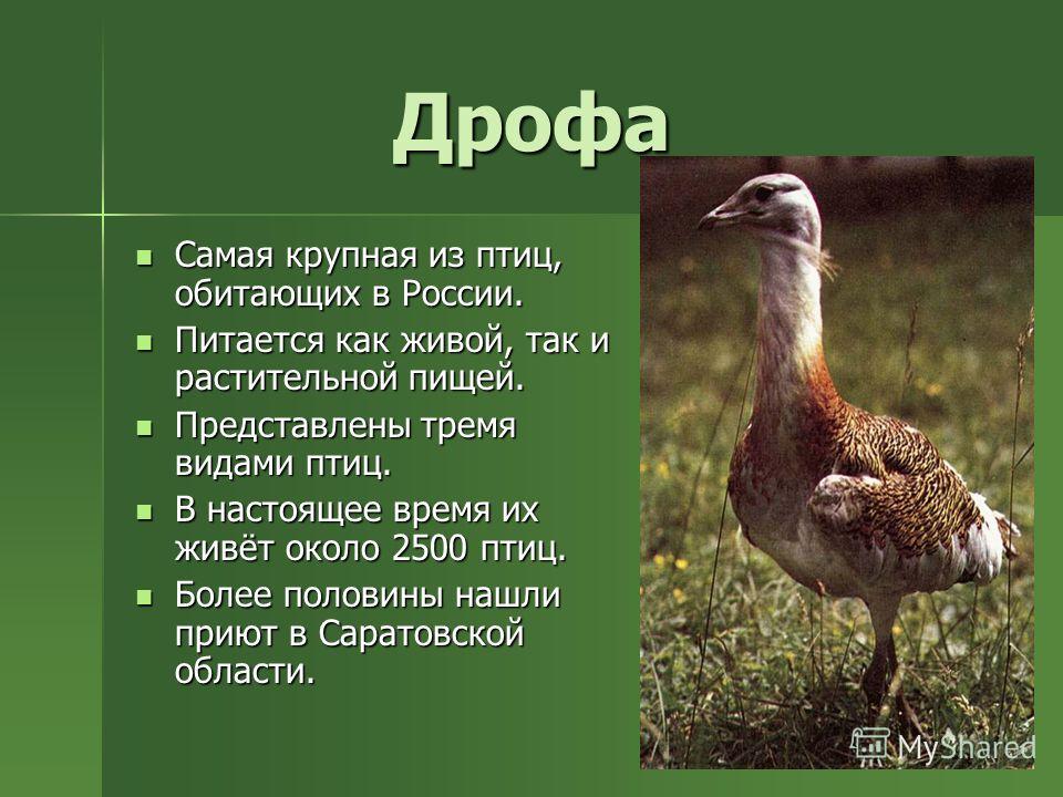 Фото Птиц Обитающих В России