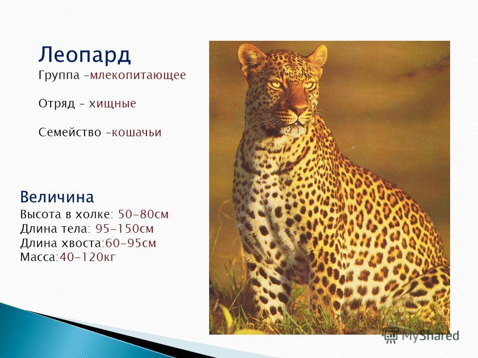 Леопард Группа –млекопитающее Отряд – хищные Семейство –кошачьи Величина Высота в холке: 50-80см Длина тела: 95-150см Длина хвоста:60-95см Масса:40-120кг