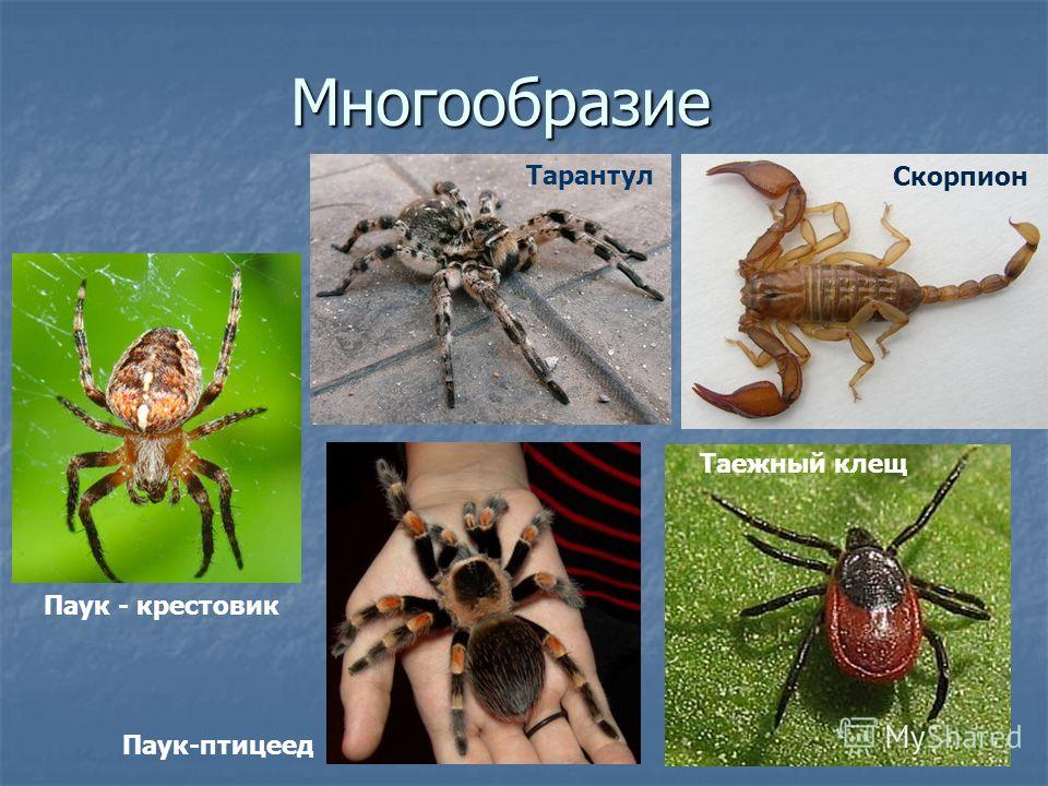 Маленькое сообщение о пауке по биологии 7 класс