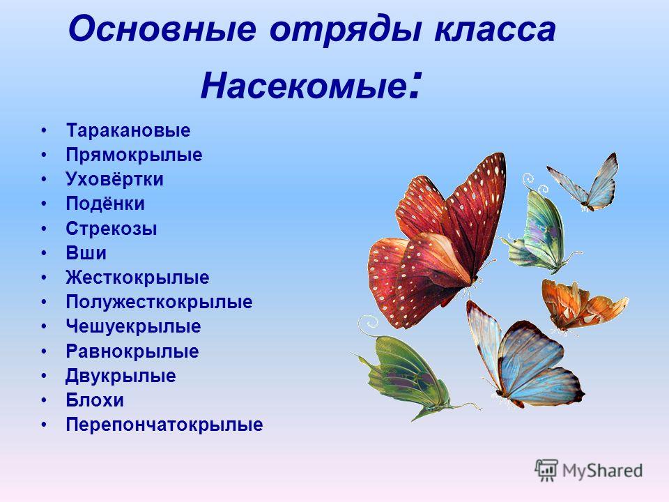 Таблица сравнительная характеристика отрядов класса насекомые Сравнительная характеристика отрядов насекомых таблица таракановые 56 фото