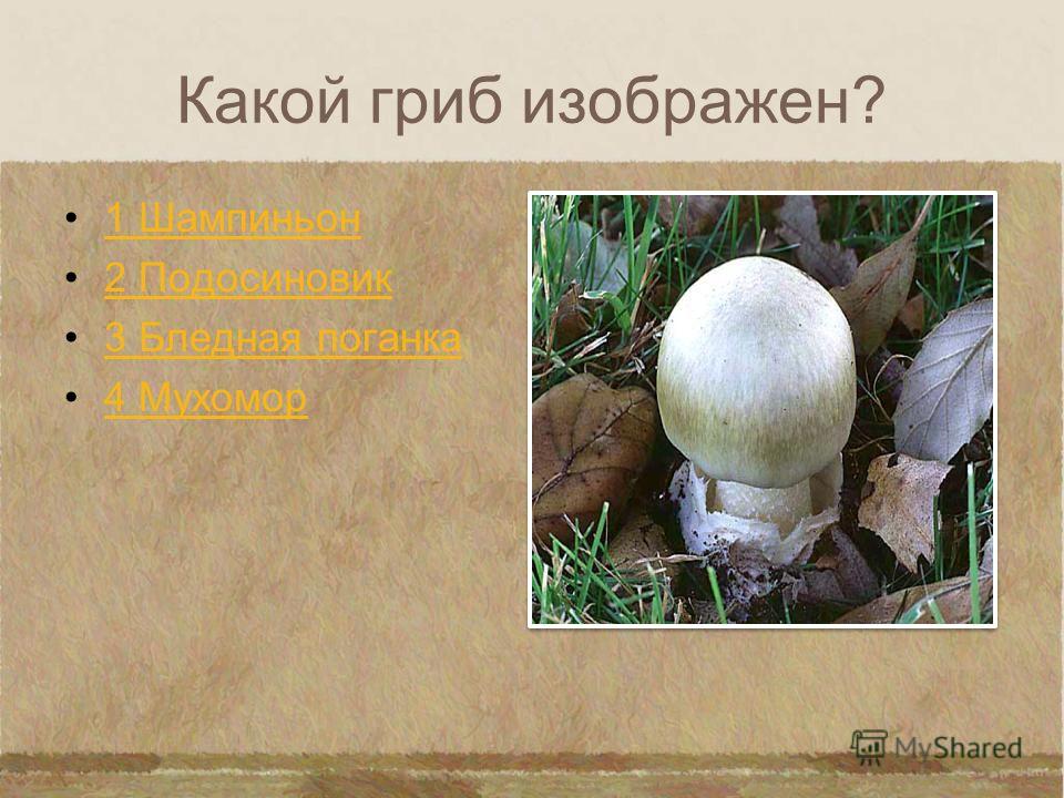Какой гриб изображен? 1 Белый 2 Бледная поганка 3 Подберезовик 4 Сатанинский гриб