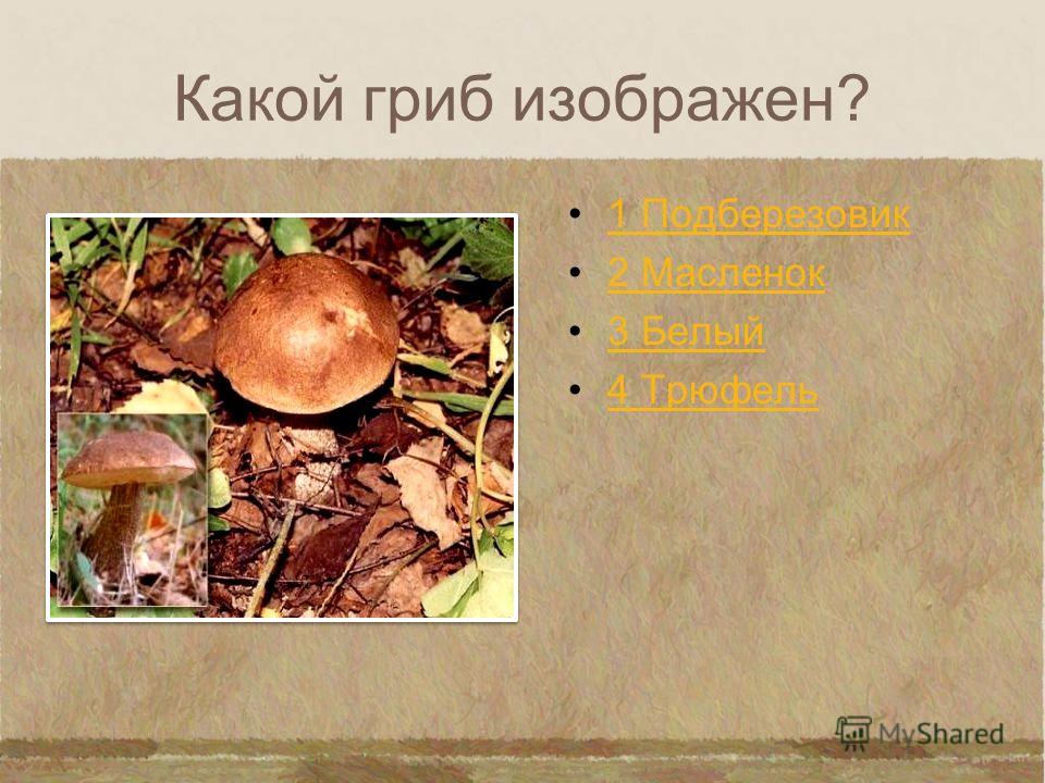 Какой гриб изображен? 1 Рыжик 2 Подберезовик 3 Белый 4 Подосиновик