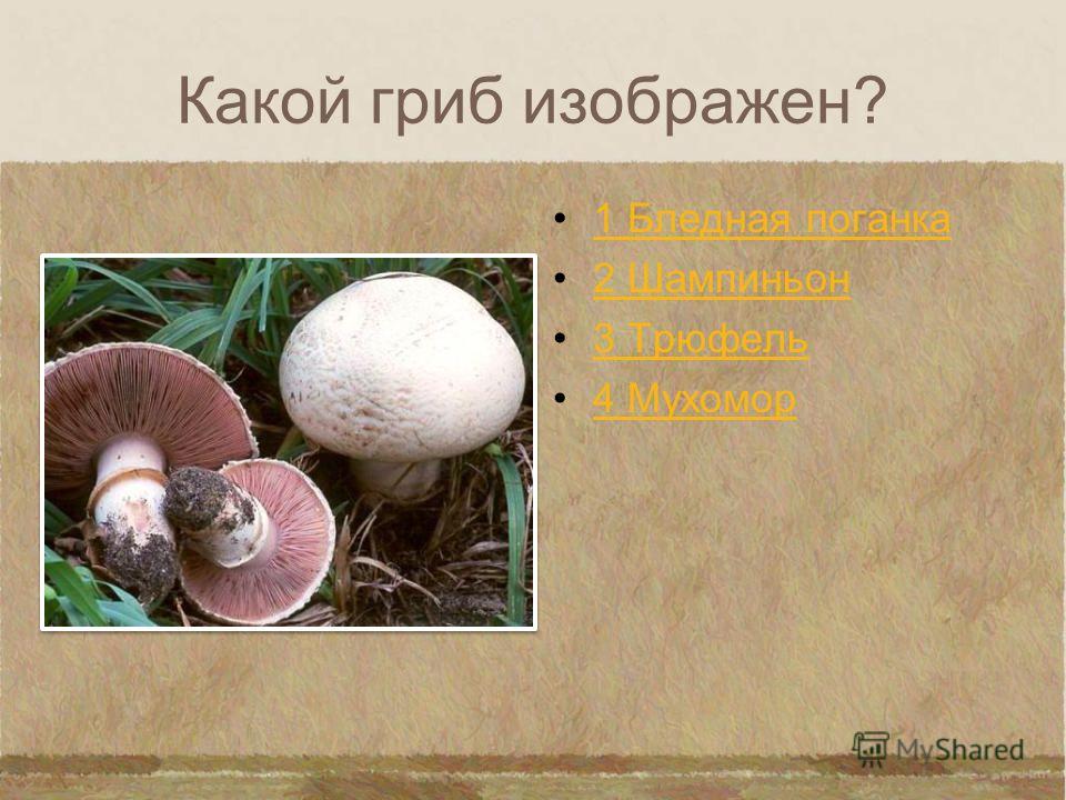 Какой гриб изображен? 1 Подберезовик 2 Масленок 3 Белый 4 Трюфель