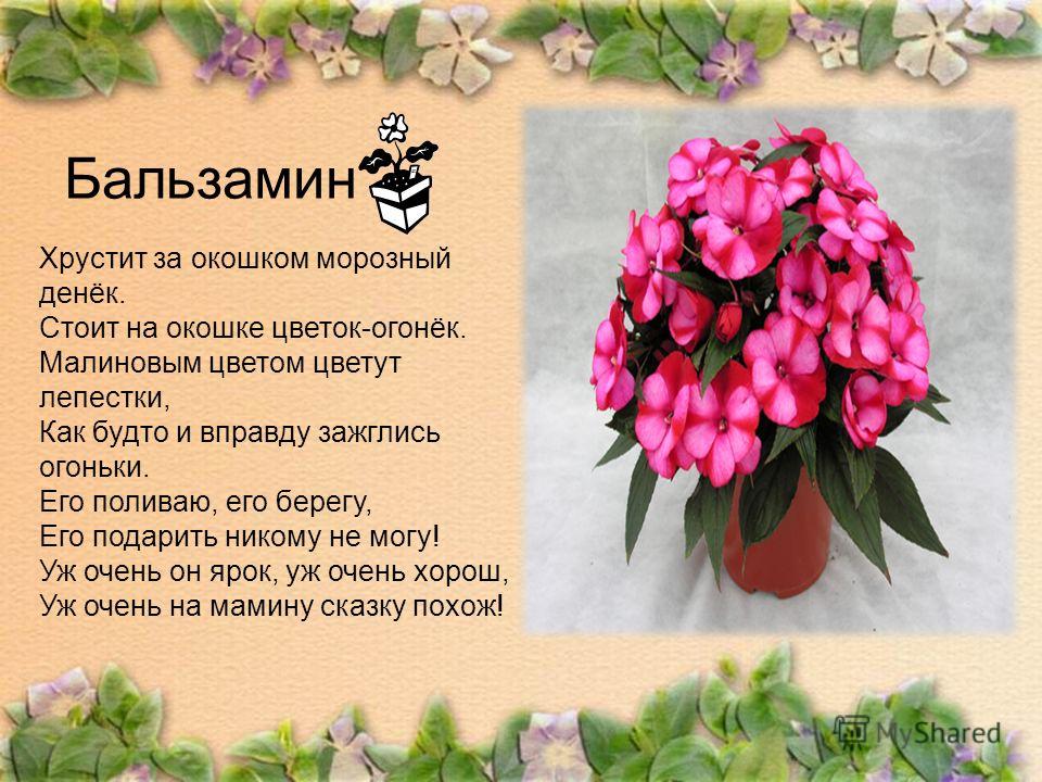 На окошке цветок огонек На окошке цветок огонек