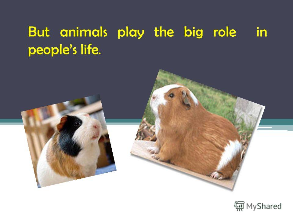 But animals play the big role in peoples life.