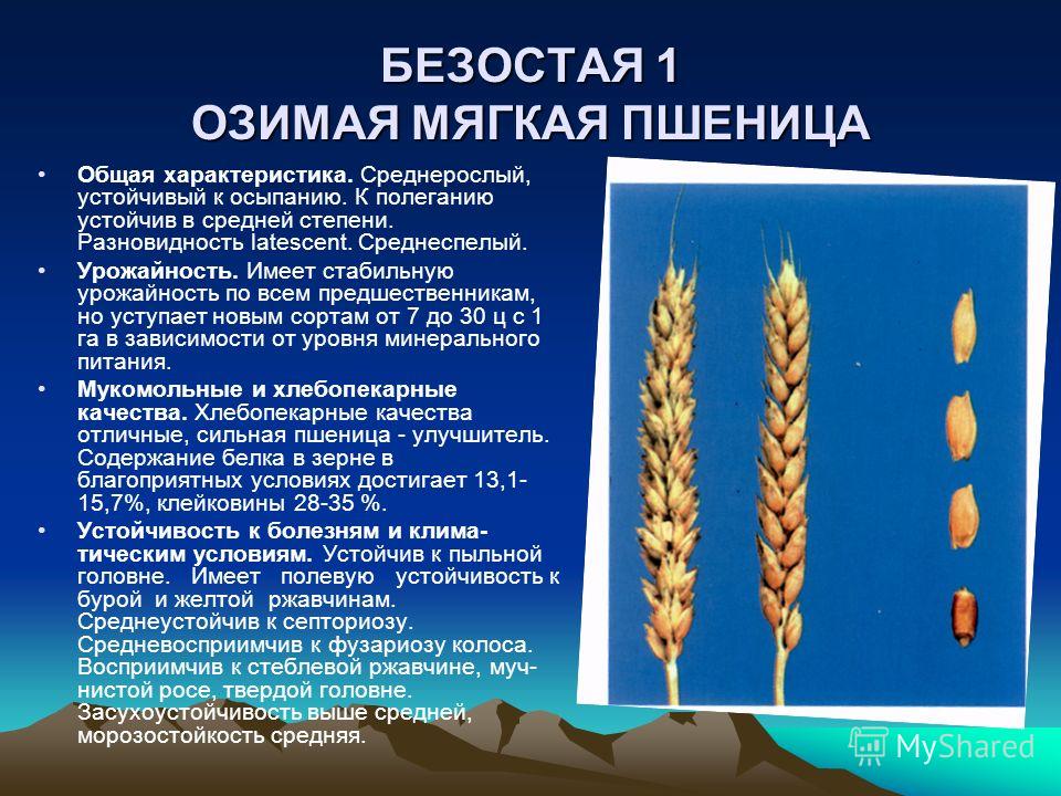 Посадка огурцов в мешках с землёй Посадка огурцов в мешках с землёй