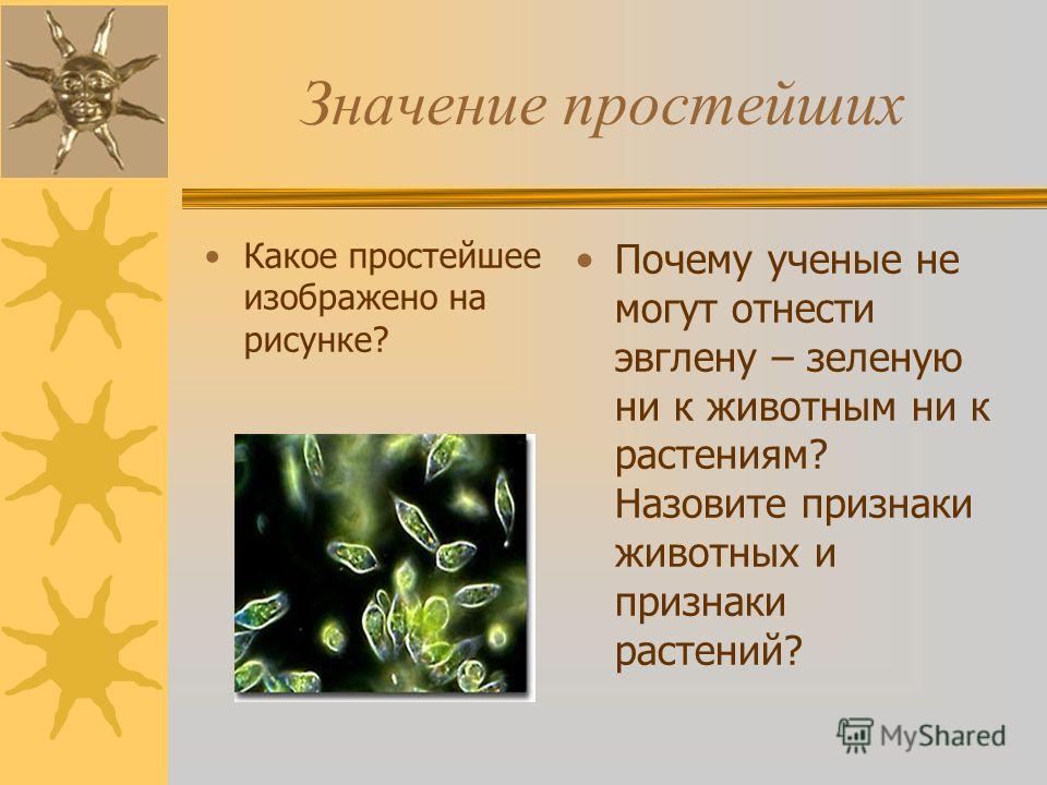 Форма тела инфузории Форма тела инфузории
