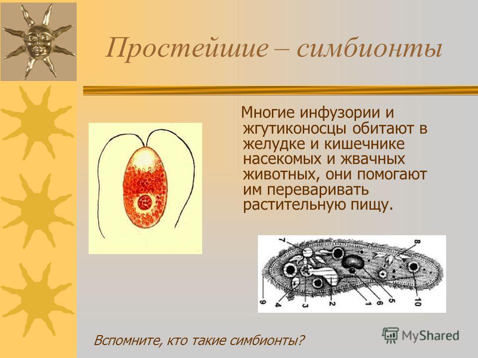 жгутиконосцы паразиты человека жгутиконосцы паразиты человека