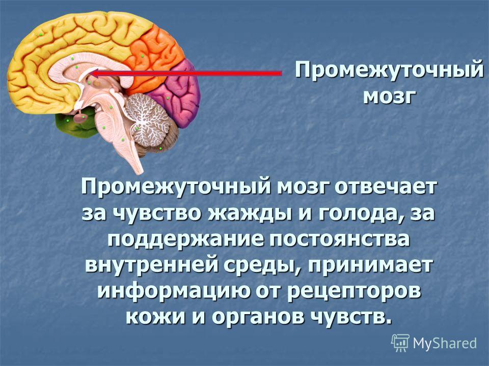 Промежуточный мозг строение расположение Промежуточный мозг - CollectPhoto.ru
