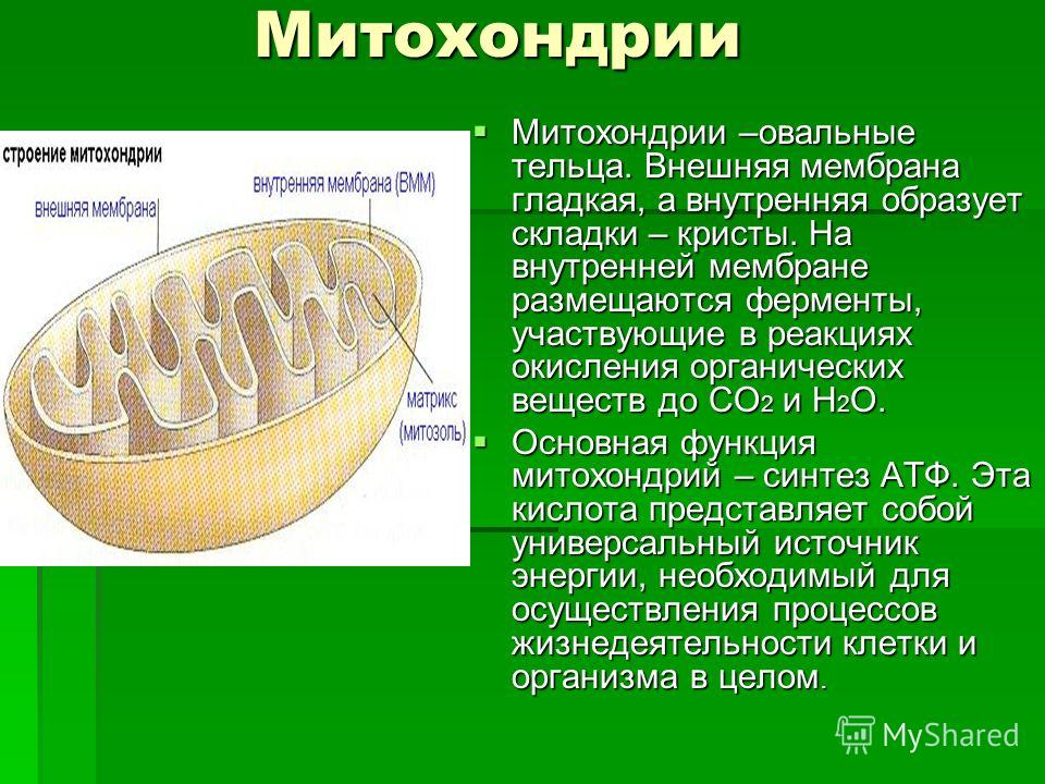 Митохондрии Митохондрии –овальные тельца. Внешняя мембрана гладкая, а внутренняя образует складки – кристы. На внутренней мембране размещаются ферменты, участвующие в реакциях окисления органических веществ до СО 2 и Н 2 О. Митохондрии –овальные тель