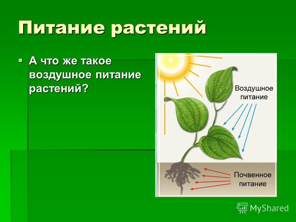 Питание растений А что же такое воздушное питание растений? А что же такое воздушное питание растений?