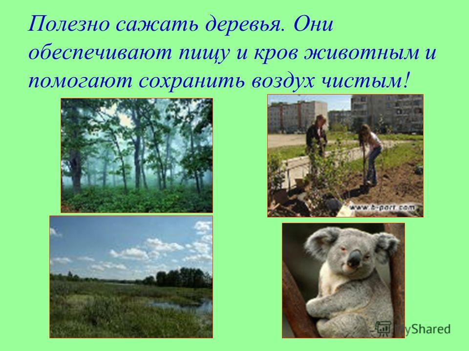 Картинки защита природы глазами ребенка Картинки защита природы глазами ребенка