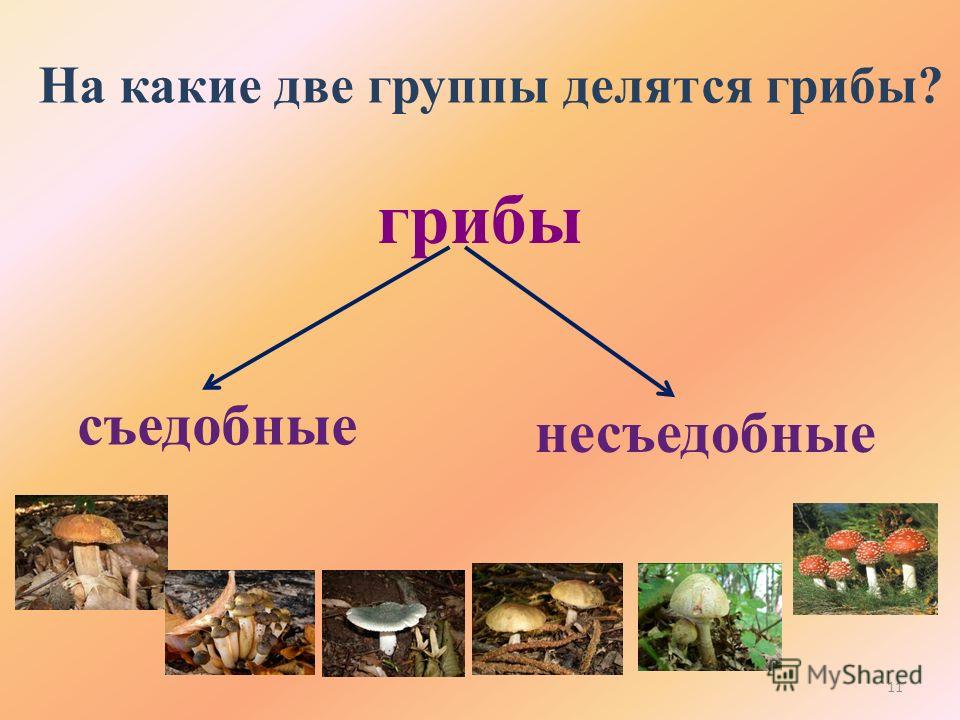 Питание грибы фото - Coffeebull.ru