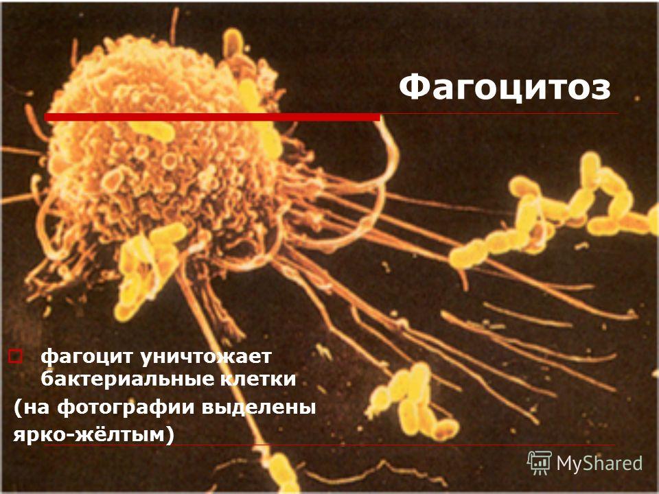 Фагоцитоз фагоцит уничтожает бактериальные клетки (на фотографии выделены ярко-жёлтым)