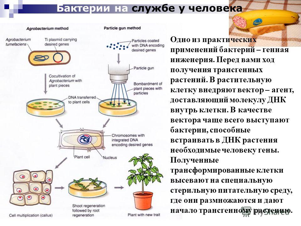 Презентация по географии по теме "Царства живой природы" 6 класс - география, пр