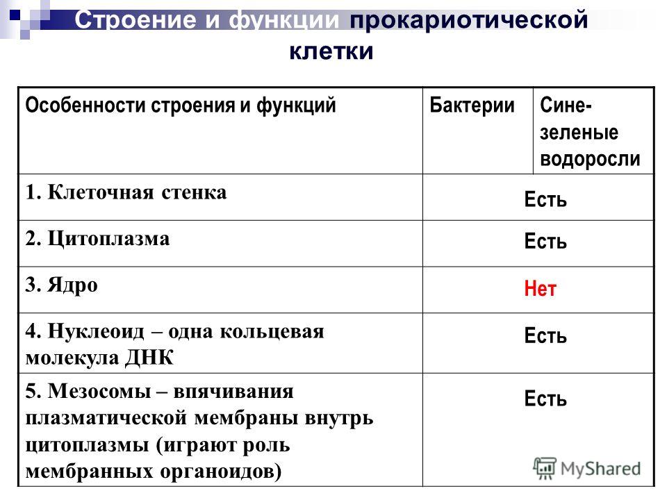 Все клетки характеристика и функции таблица