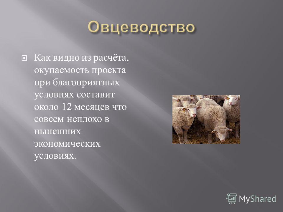 Реферат: Овцеводство 4