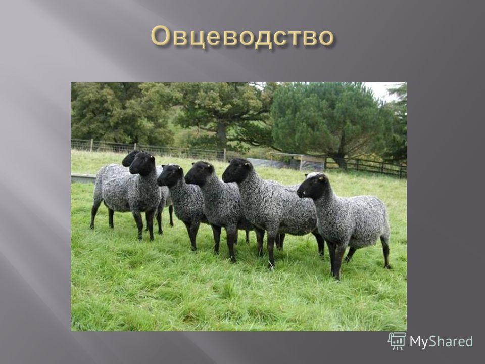 Овцеводство книги скачать бесплатно