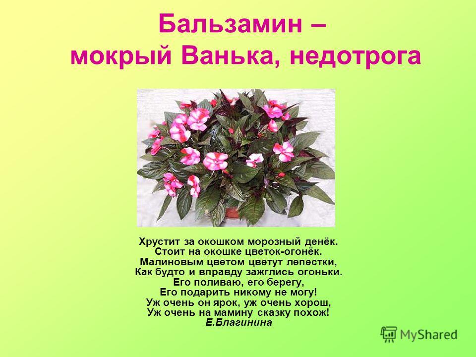 Интересные сочинения школьников, участников литературного Презентация на тему: ПРОЕКТ в средней группе 3 «Малинка