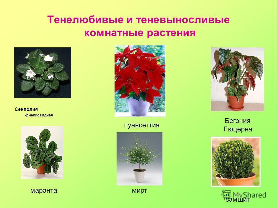 Светолюбивый домашний цветок Светолюбивый домашний цветок