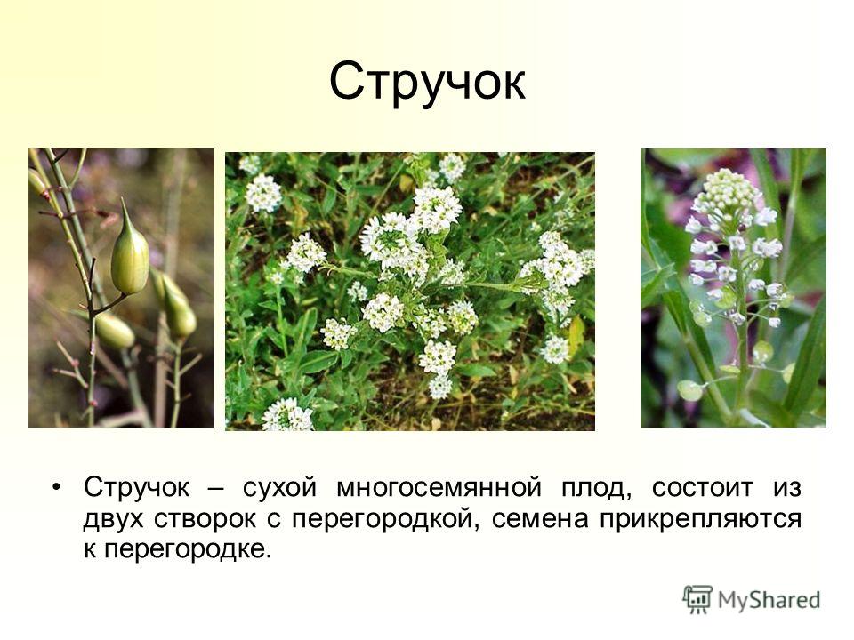 Околоплодником или перикарпием называют наружную часть плода Околоплодник Морфологическая классификация плодов