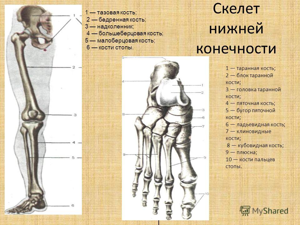 характеристика суставов свободных нижних конечностей характеристика суставов свободных нижних конечностей