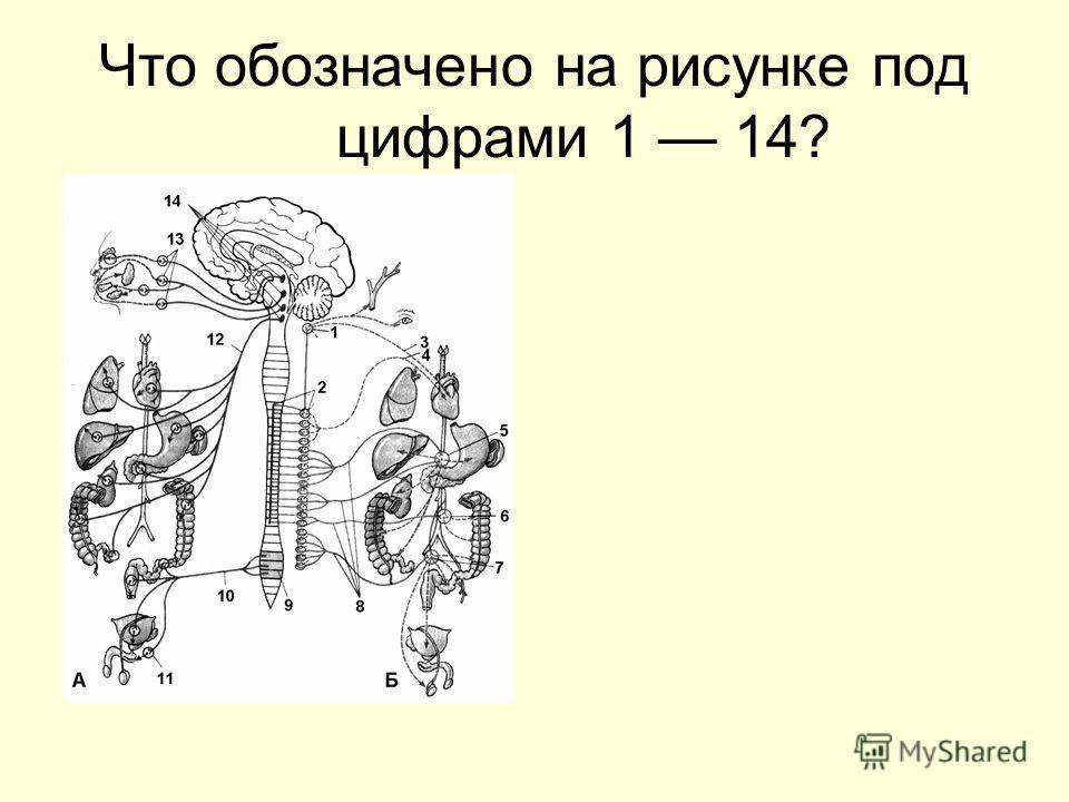 Перемирие по которому россии передавался сроком на два года город обозначенный н