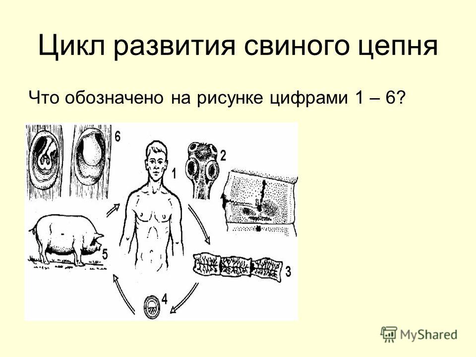 Какой цифрой обозначен на схеме промежуточный хозяин
