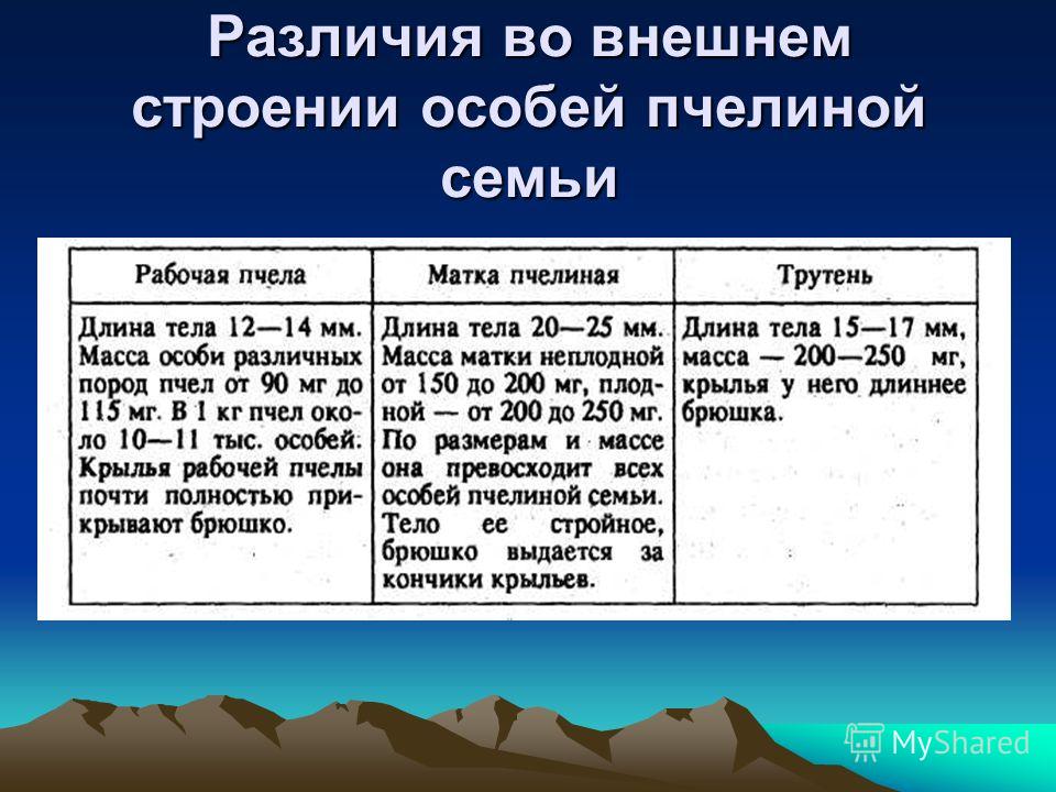 Семья муравьев 59 фото - ZooClever.ru