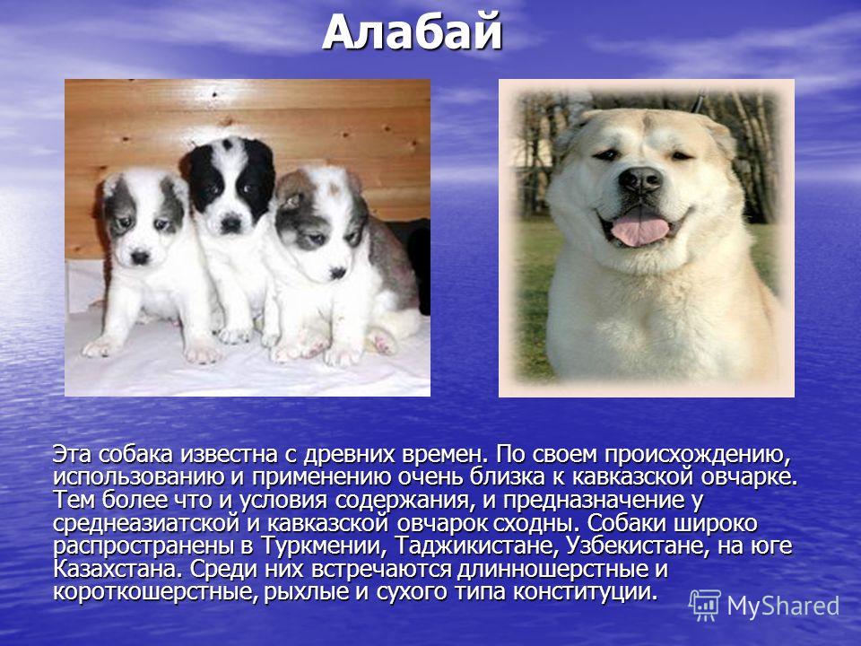 картинки собак породы алабай онлайн картинки собак породы алабай