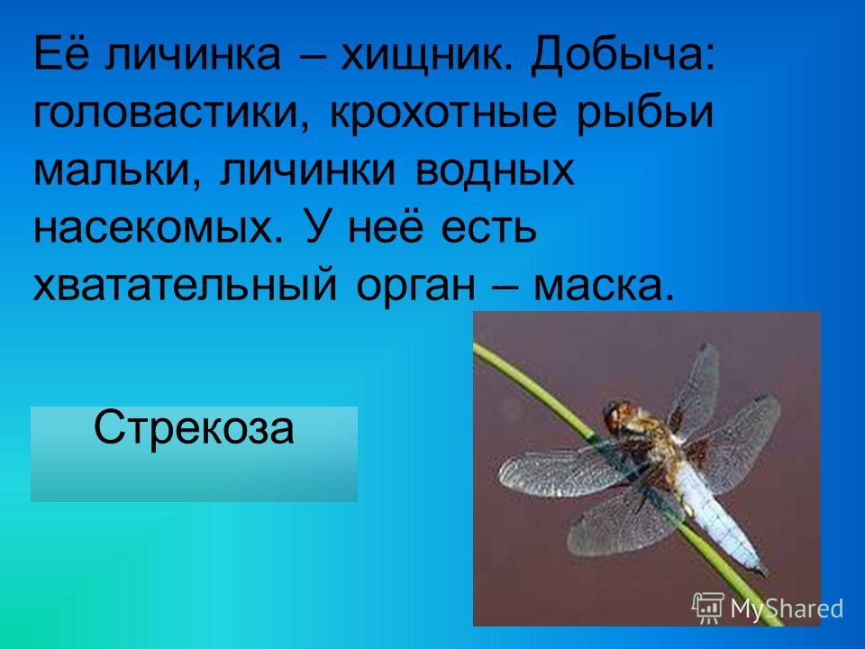 Пословицы, Скороговорки и Поговорки Потешки, Прибаутки Покрасились вещи при стирке: что делать, какими средствами отстирать?