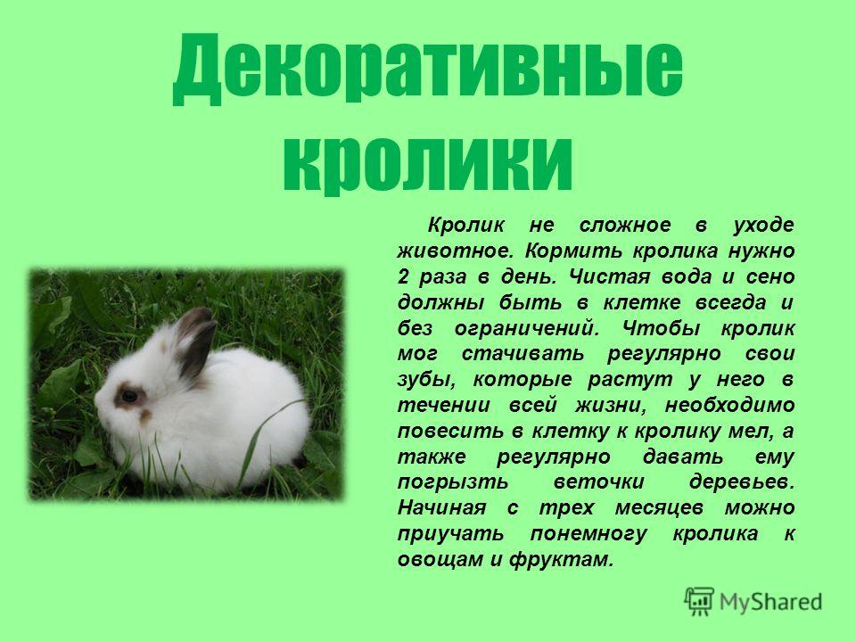 Что можно есть декоративному кролику в домашних условиях Что можно есть декоративному кролику в домашних условиях