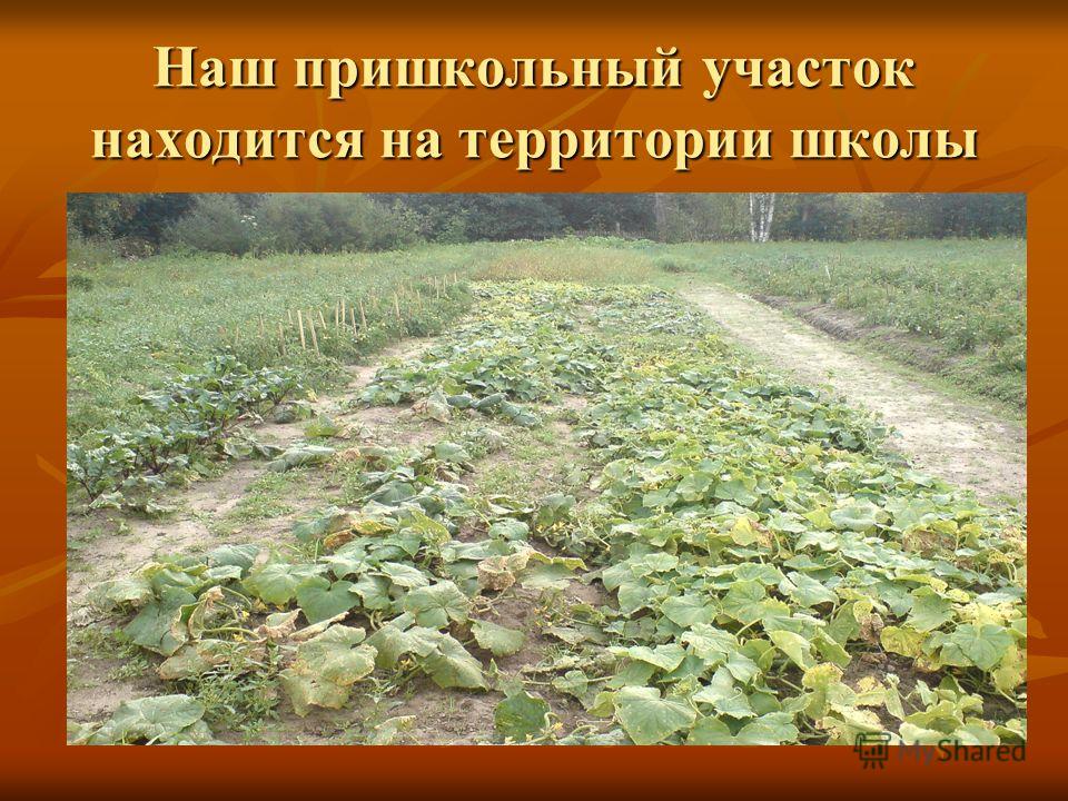 Стих наш пришкольной участок Стих наш пришкольной участок