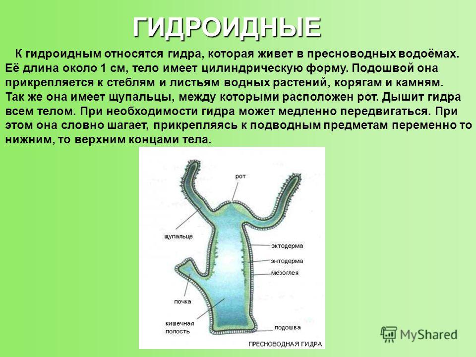 Озеро Гидра Фото