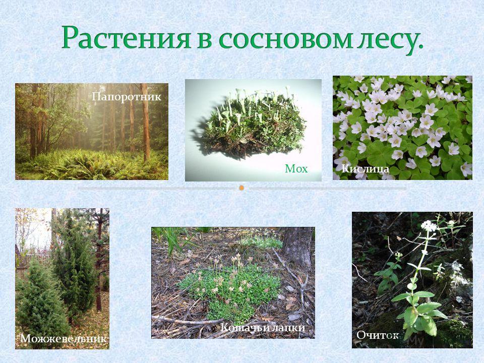 Растения в лесу описание и примеры Растения соснового леса фото - Arhids.ru