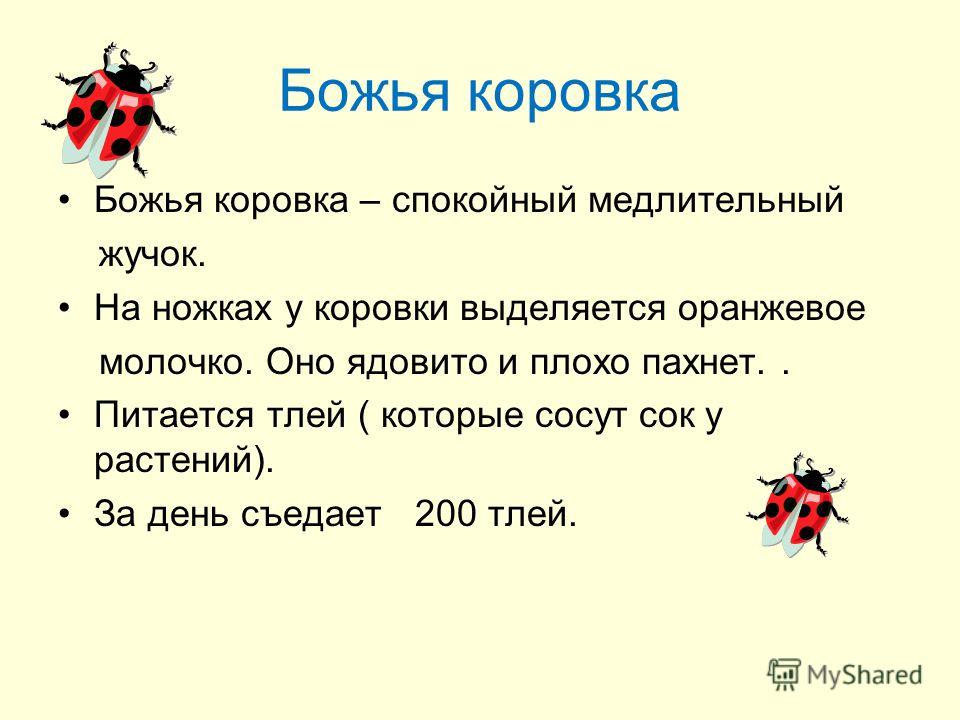 Сколько точек у божьей коровки - MosRosa.ru
