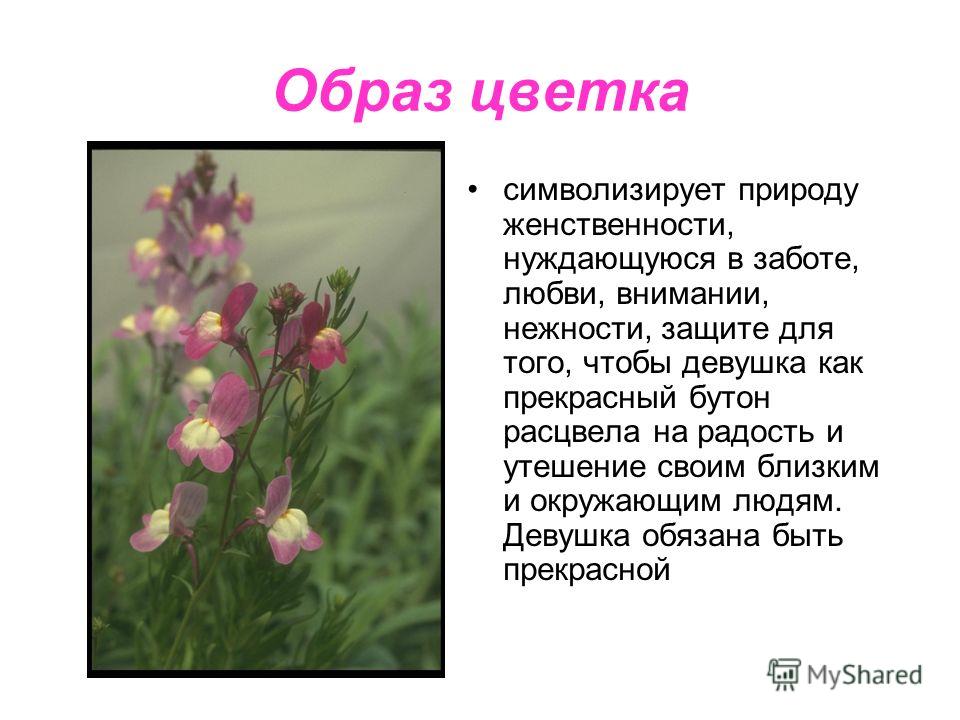 Цветок как символ значение Цветок как символ значение
