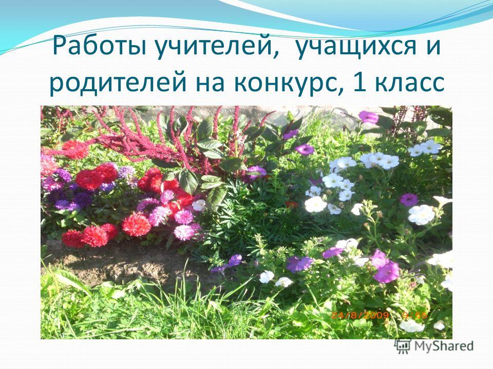 Конкурс пришкольного участка Конкурс пришкольного участка