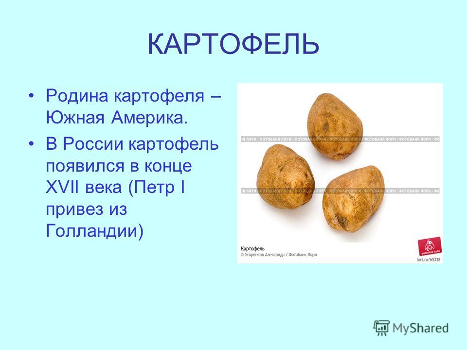 КАРТОФЕЛЬ Родина картофеля – Южная Америка. В России картофель появился в конце XVII века (Петр I привез из Голландии)