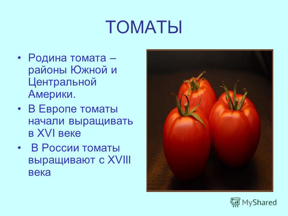 ТОМАТЫ Родина томата – районы Южной и Центральной Америки. В Европе томаты начали выращивать в XVI веке В России томаты выращивают с XVIII века