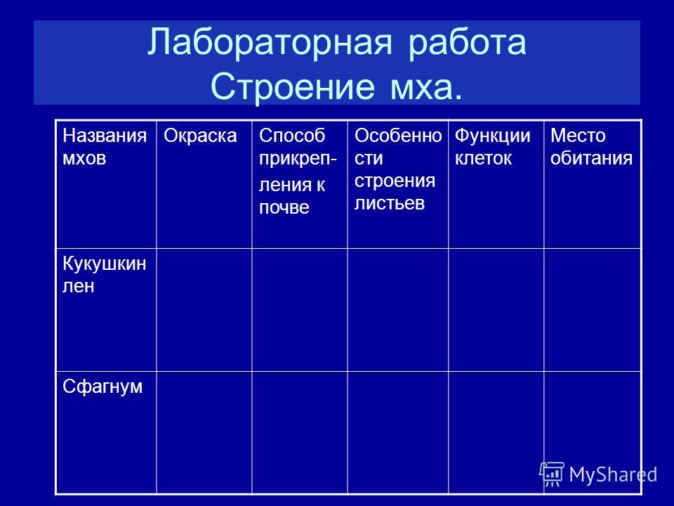 названия мхов названия и фото онлайн