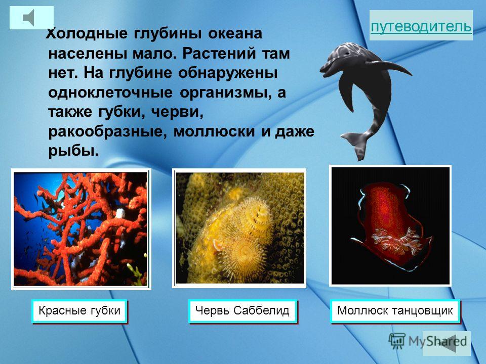 В дали от берегов, планктон основная пища больщенства обитателей океана. Районы, богатые планктоном, богаты и рыбой. Планктон Косяк окуней