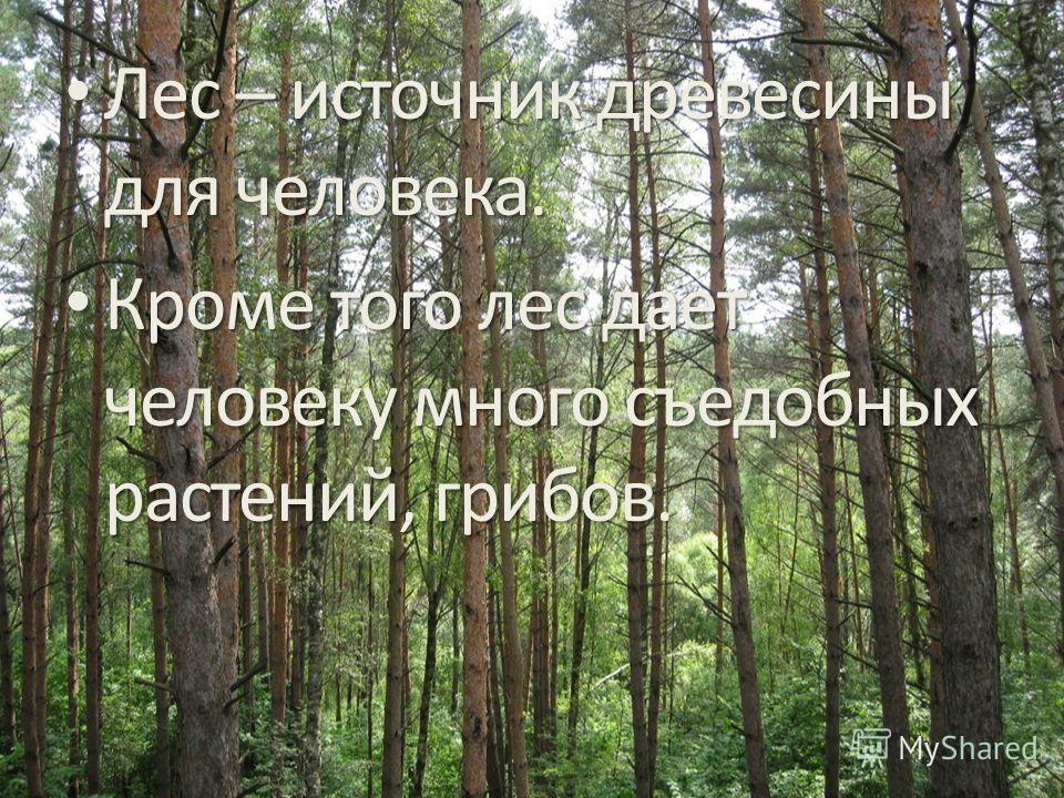 Сочинение На Тему Лес Источник Жизни