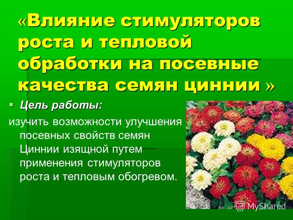 Презентация на тему: "Влияние стимуляторов роста на формирование и развитие корн