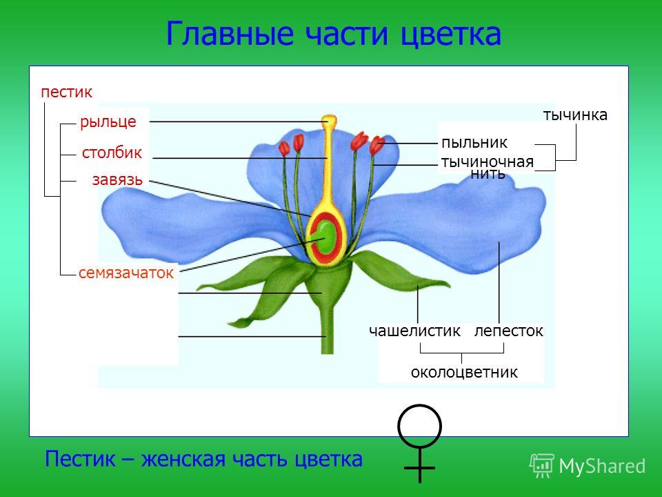 Как сделать цветок если тычинка есть Как сделать цветок если тычинка есть